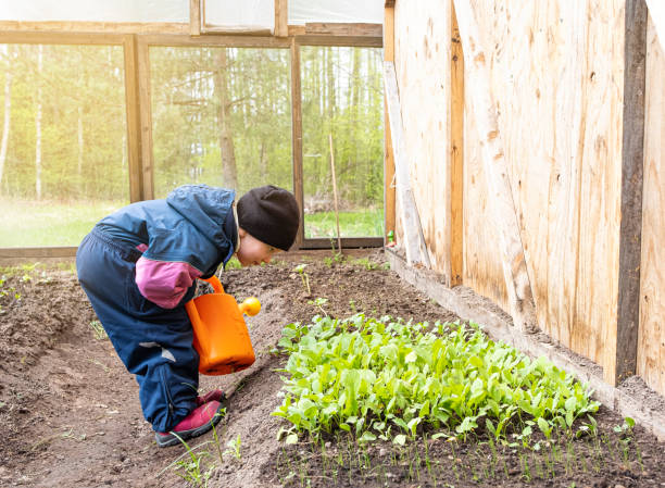 un niño, una niña de 5 años, está regando plántulas jóvenes de verduras en un invernadero. mira cuidadosamente las verduras. - radish vegetable farmers market gardening fotografías e imágenes de stock