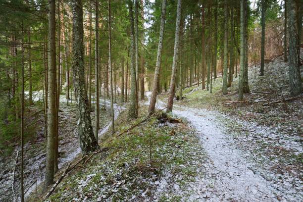 istock A pathway through the snow-covered hill in a mixed coniferous forest, green pine and spruce trees, tree logs close-up. Sunlight through the tree trunks. Winter rural scene. Finland 1224574766