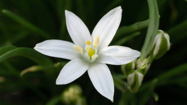 istock beautiful white flower at close range, spring day 1224575273