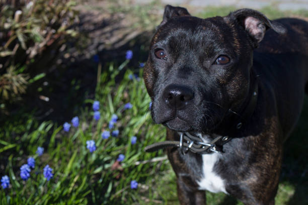 istock Staffordshire bull terrier 1224576029