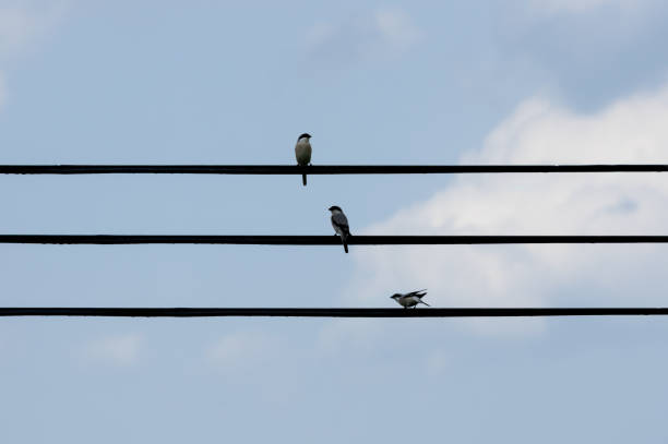 istock Three birds on the electric wire and sky 1224576279