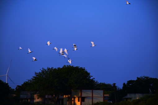Domestic pigeons / feral pigeon (Gujarat - India) flock in flight against blue Sky