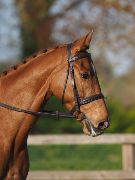 istock Horse Head Shot 1224576675