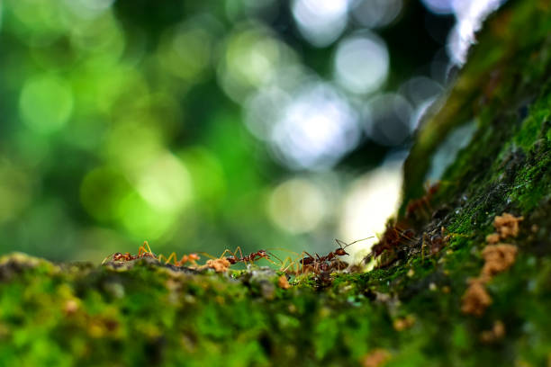 Red ant is very small. Selective focus, free space for text.