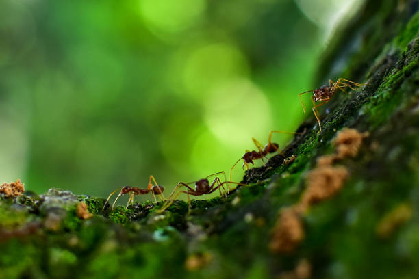 istock Red ants teamwork on the tree. Ant action standing. Ants attacking an worm and carrying it to their nest for food. Concept team work together. Selective focus and free space for text 1224576733