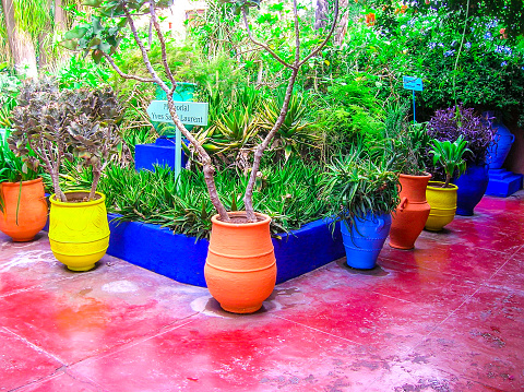In June 2015, tourists were visiting the Majorelle Garden in Marrakech.
