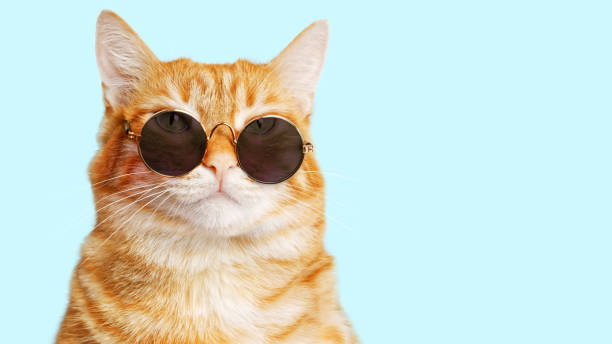 Closeup portrait of funny ginger cat wearing sunglasses isolated on light cyan. Copyspace. Closeup portrait of funny ginger cat wearing sunglasses isolated on light cyan. Copyspace. cat-glasses stock pictures, royalty-free photos & images