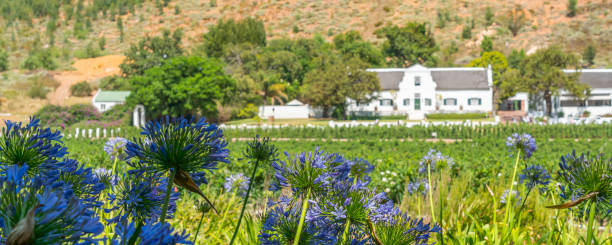 vista panorâmica com flor em frente ao campo de vinhos e aos edifícios da vinícola rickety bridge, franschhoek - panoramic landscape south africa cape town - fotografias e filmes do acervo