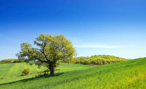 istock Single tree in green grass field, clear blue sky background with copy space. Nature summer sunny landscape 1224579036