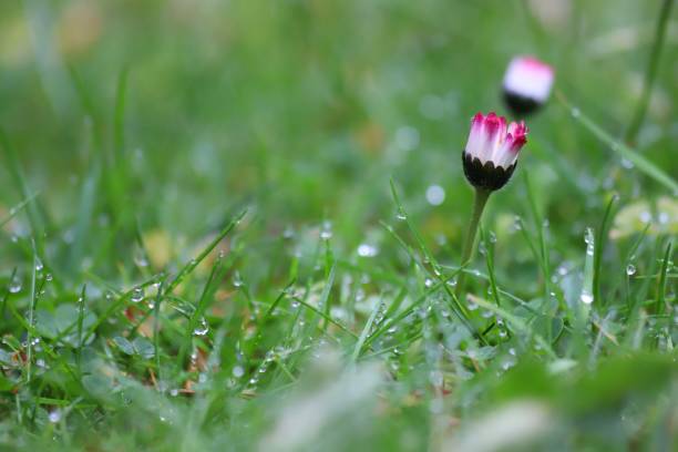 istock Daisies in the Morning Dew 1224579915