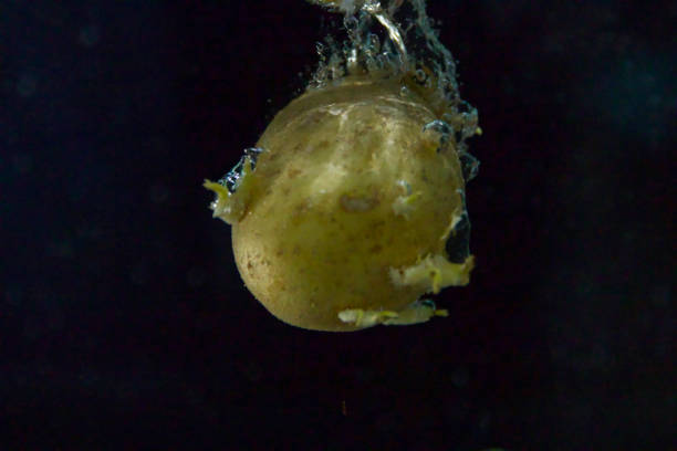 istock Potato dropped in water. 1224581243