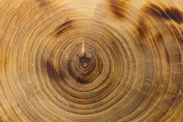 istock Closeup poplar trunk slice, growth rings. Burnt wood texture. 1224581346