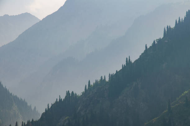 istock foggy mountains with spruce forests on the slopes close-up 1224581640