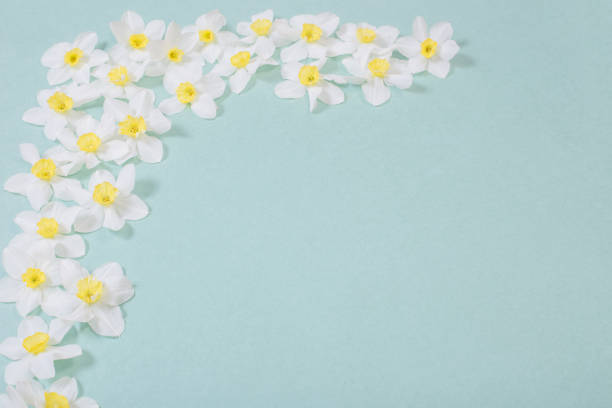 istock white narcissus on blue paper background 1224581727