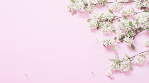 ピンクの紙の背景に白い春の花 - shadberry ストックフォトと画像