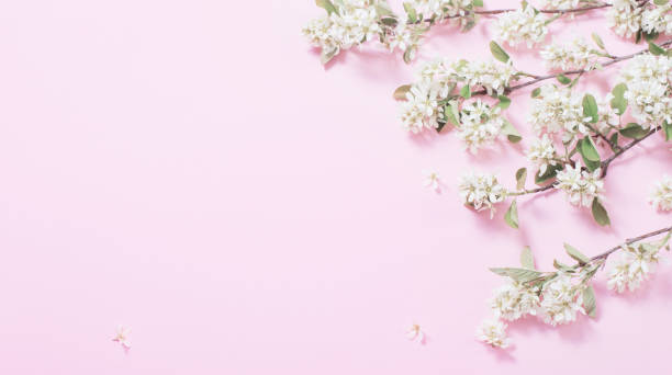 istock white spring flowers on pink paper background 1224581753