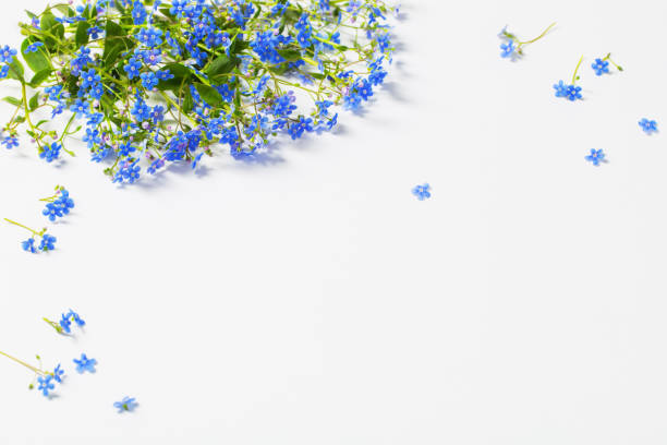 istock forget-me-not flowers on white background 1224581754