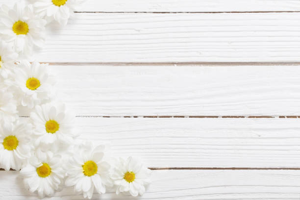 istock white chrysanthemum on white wooden background 1224582297