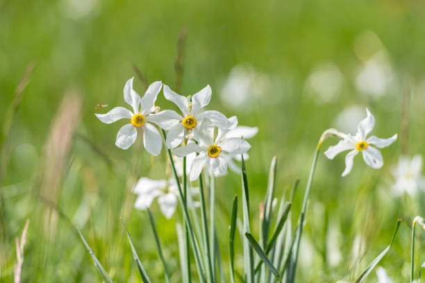 grandalla, c’est moi. narcisse poeticus fleur symbolique d’andorre - flower winter narcissus daffodil yellow photos et images de collection