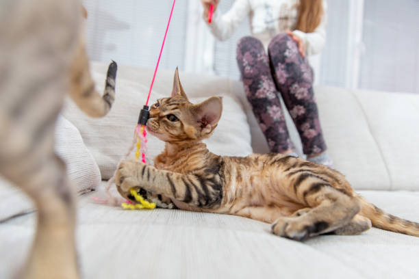 istock Young Devon Rex Cat Gripping on Cat Toy Playing with Owner on Sofa - stock photo 1224583377