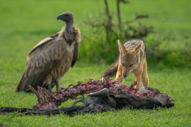 istock Vulture watches black-backed jackal by wildebeest carcase 1224583743