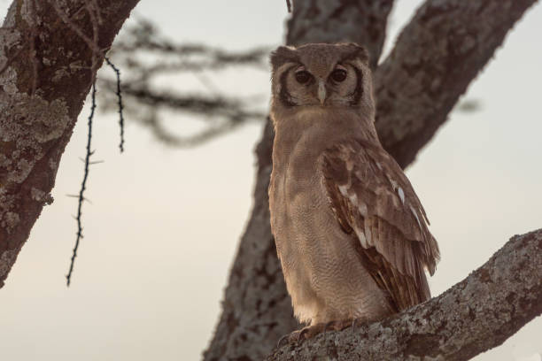istock Verreaux eagle-owl perched on branch looking down 1224583746
