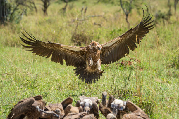 istock White-backed vulture lands by others at kill 1224583905