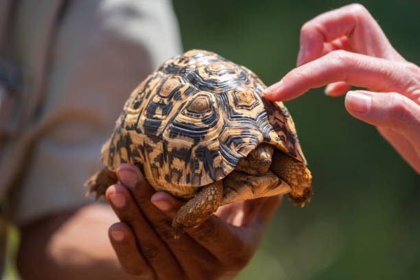 istock Woman touches leopard tortoise shell with finger 1224584096