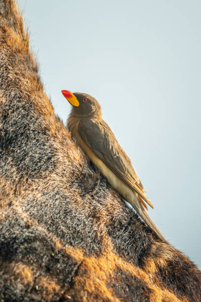 oxpecker dal becco giallo sulla spalla della giraffa masai - masai giraffe foto e immagini stock