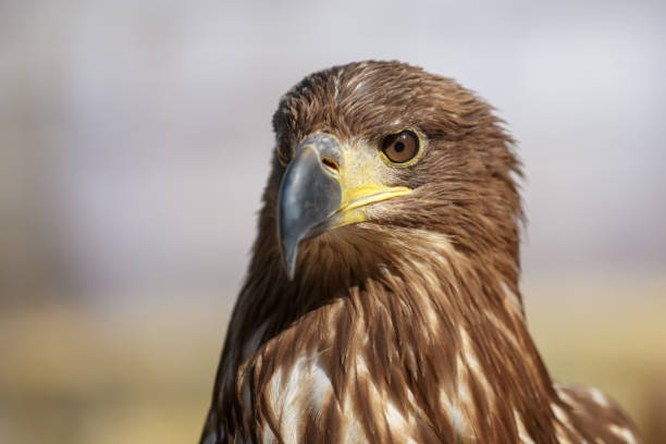 istock Portrait of brown head sea-eagle 1224584519
