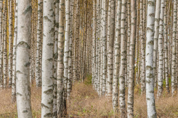 istock Birch trees with fresh green leaves in autumn. Sweden, selective focus 1224586011