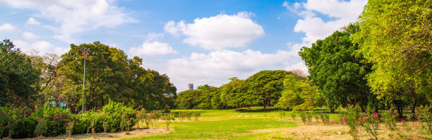 istock Panoramic picture greenery of many tropical tree growing on meadow against blue sky with fluffy clouds in the city. 1224587738