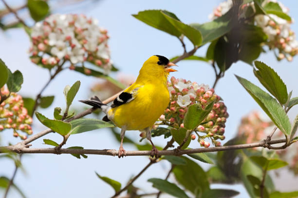 istock Goldfinch Sings in a Viburnum Bush 1224588766