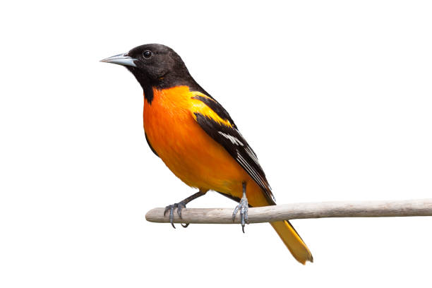 baltimore oriole sobre fondo blanco - oriole fotografías e imágenes de stock