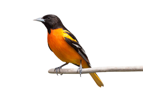 Baltimore Oriole on White Background A Baltimore oriole isolated on a white background. perching stock pictures, royalty-free photos & images
