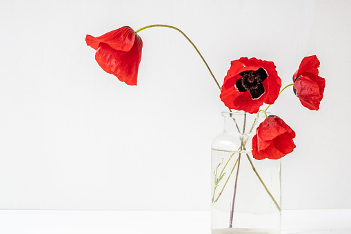 Four red poppies in glass vase on white background. Remembrance Sunday concept.