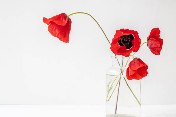 Four red delicate poppies in glass vase isolated on white background stock photo