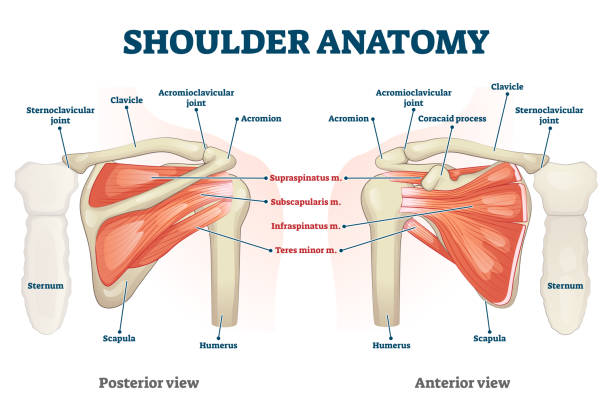 ilustrações de stock, clip art, desenhos animados e ícones de shoulder anatomy vector illustration. labeled skeleton and muscle scheme. - clavicle