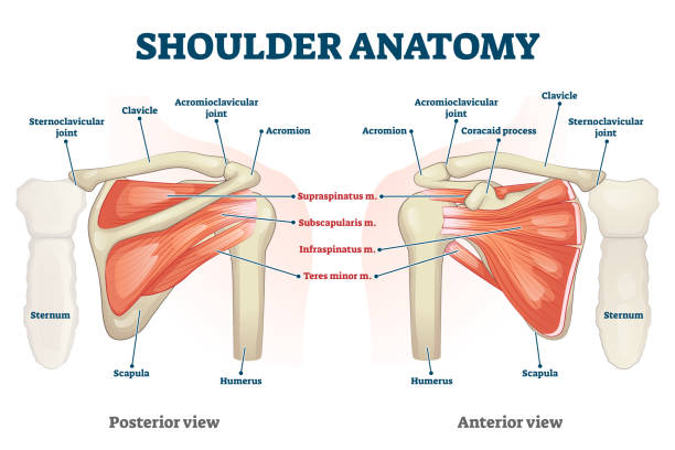 Shoulder anatomy vector illustration. Labeled skeleton and muscle scheme. Shoulder anatomy vector illustration. Labeled inner skeleton and muscle structure scheme. Physiological educational posterior or anterior view with bones titles and location. Healthy organ description scapula stock illustrations