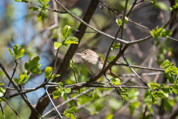 House Wren Perched on Branch in Springtime stock photo