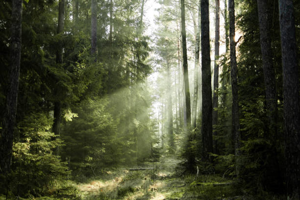 la luz del sol brilla a través de los árboles en el bosque - winter nobody forest sunlight fotografías e imágenes de stock