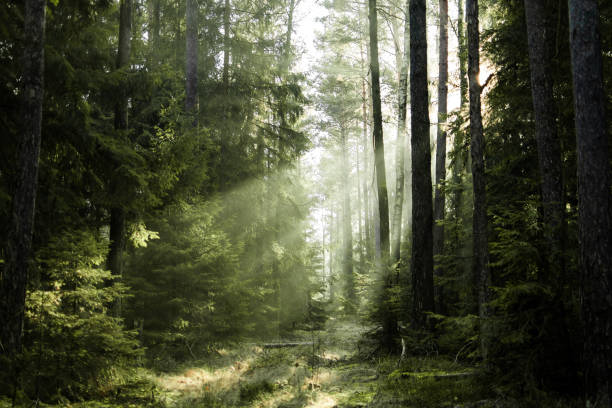 Sunlight shines through trees in the forest Sunlight shines through trees in a hazy forest, the forest is evergreen and sun rays are visible tranquil scene stock pictures, royalty-free photos & images