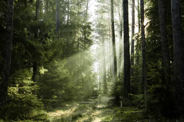 Sunlight shines through trees in a hazy forest, the forest is evergreen and sun rays are visible