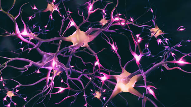 Neuron cells system Neuron cells system - 3d rendered image of Neuron cell network on black background. View interconnected neurons cells with electrical pulses. Glowing synapse. central nervous system photos stock pictures, royalty-free photos & images