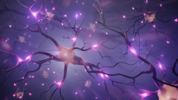 istock Visualization of neurons and neural network with signals 1224591078