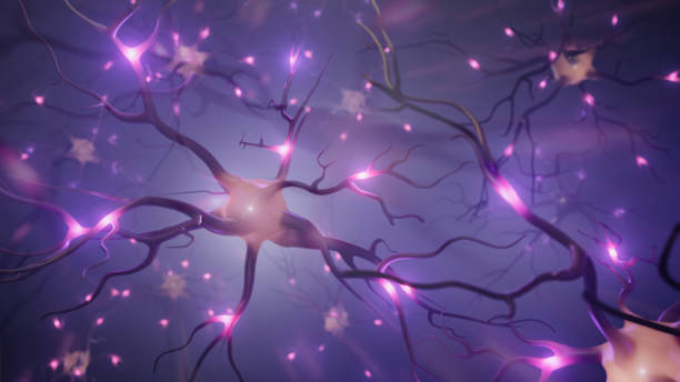 Visualization of neurons and neural network with signals stock photo