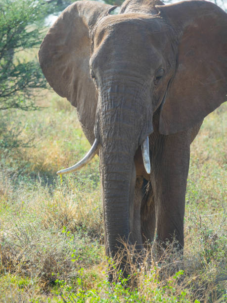 istock Front view of African Elephant bull 1224592310