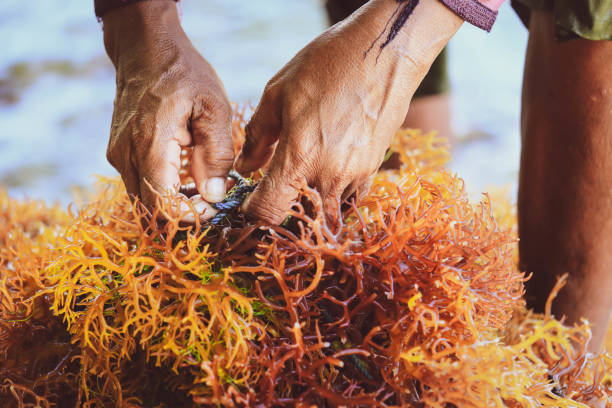 Seaweed farm in Nusa Penida, Indonesia Selective focus on farmer's hands collecting seaweed at seaweed farm in Nusa Penida, Indonesia seaweed farming stock pictures, royalty-free photos & images