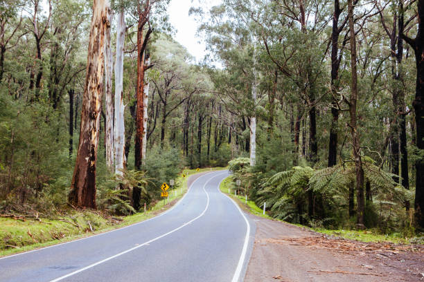 istock Black Spur Scenery in Australia 1224593026