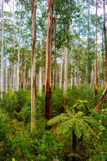 istock Black Spur Scenery in Australia 1224593029
